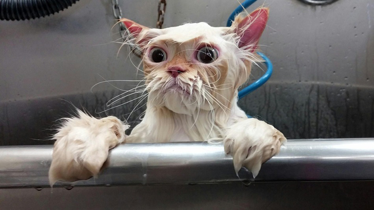 Internetes sztár lett a macska, akit megviselt a fürdés