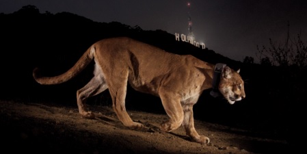 Hegyi oroszlán tartja rettegésben a los angelesi állatkertet
