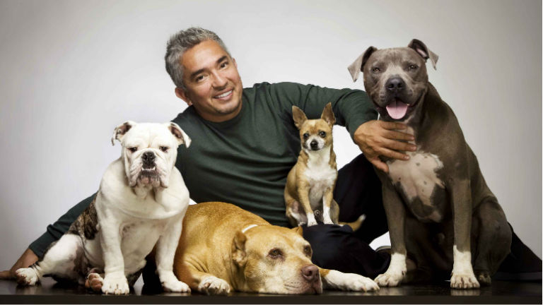 Állatkínzással vádolják a világhírű kutyasuttogót, César Millán