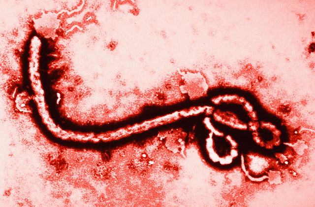 Majmokon már bevált az ebola elleni gyógyszer