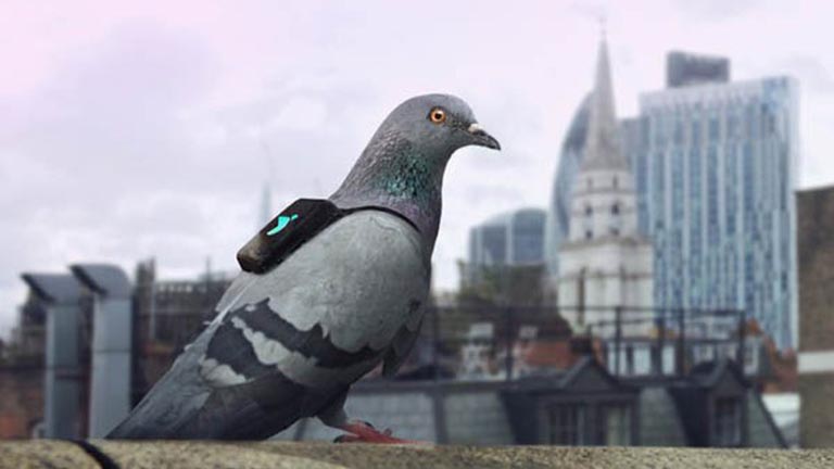 Szupermenő galambok ellenőrzik London levegőjét