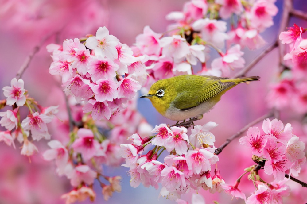 19 káprázatos fotó a cseresznyevirágzásról, amiben nem győzöl majd gyönyörködni
