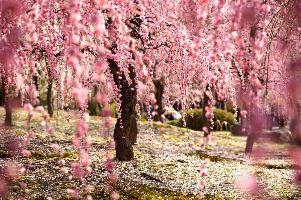 19 káprázatos fotó a cseresznyevirágzásról, amiben nem győzöl majd gyönyörködni