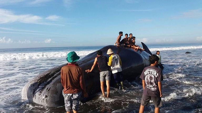 Halott bálnával fotózkodik Bali népe