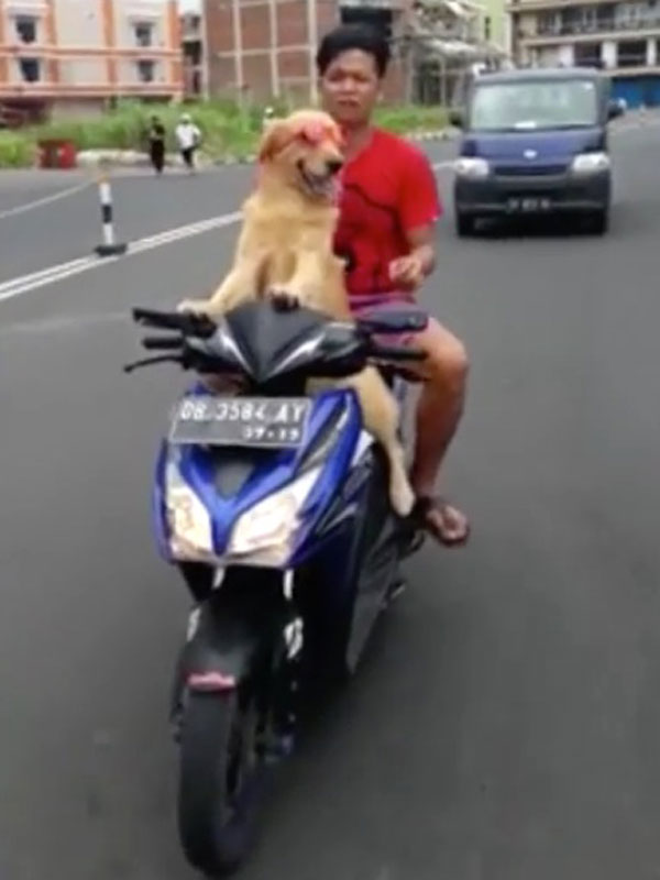 Ennél a napszemüvegben mopedező kutyától ma már nem látsz menőbbet - videó