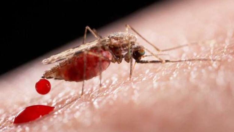 A Zika vírust és a dengue-lázat ugyanaz a szúnyogfaj terjeszti