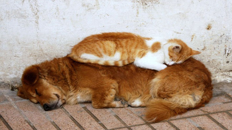 Macskák, akik párnának használják a kutyákat - vicces fotók