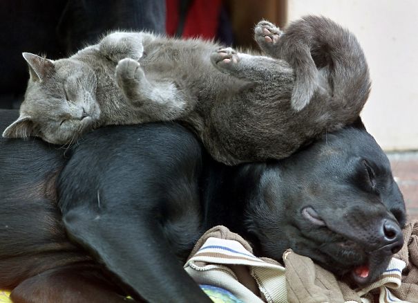 Macskák, akik párnának használják a kutyákat - vicces fotók
