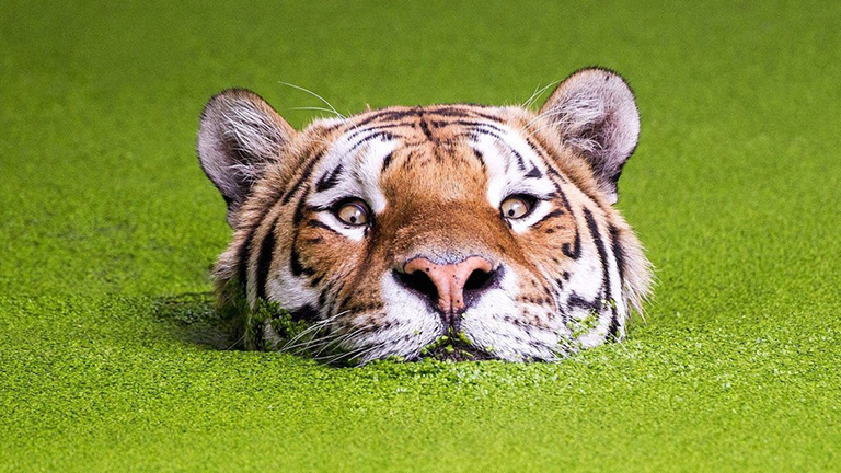 Photoshop-áldozat lett a vízből kibukkanó tigris