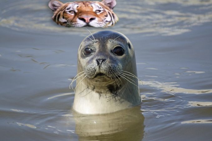 Photoshop-áldozat lett a vízből kibukkanó tigris