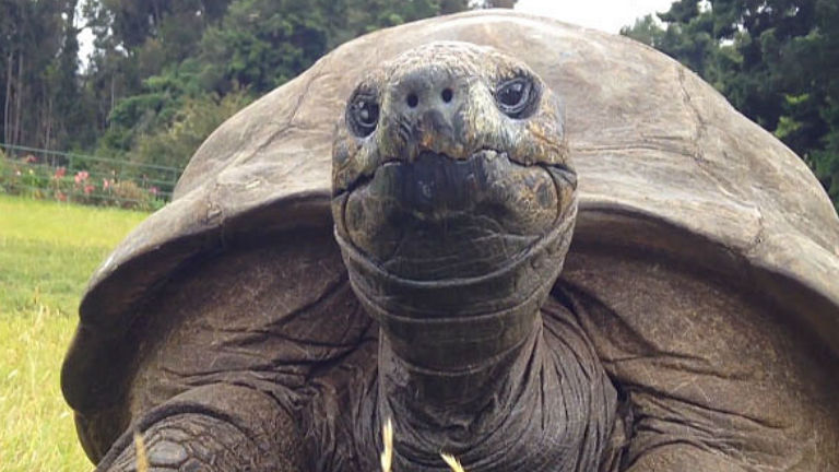 Így készítik fel a királyi látogatásra a 184 éves teknőst - videó