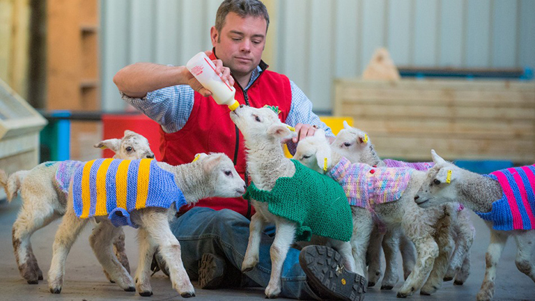 Parányi kötött pulóverek tartják melegen a báránykákat