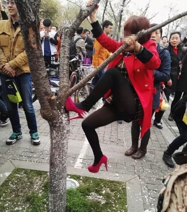 Ez a kínai nő semmivel nem törődve, magassarkúban mászott fel az egyik szerencsétlen fára (Fotó: Weibo)