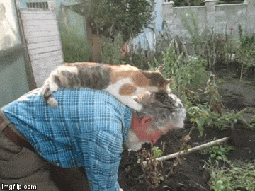 Ez a macska konkrétan szerelmes a gazdájába