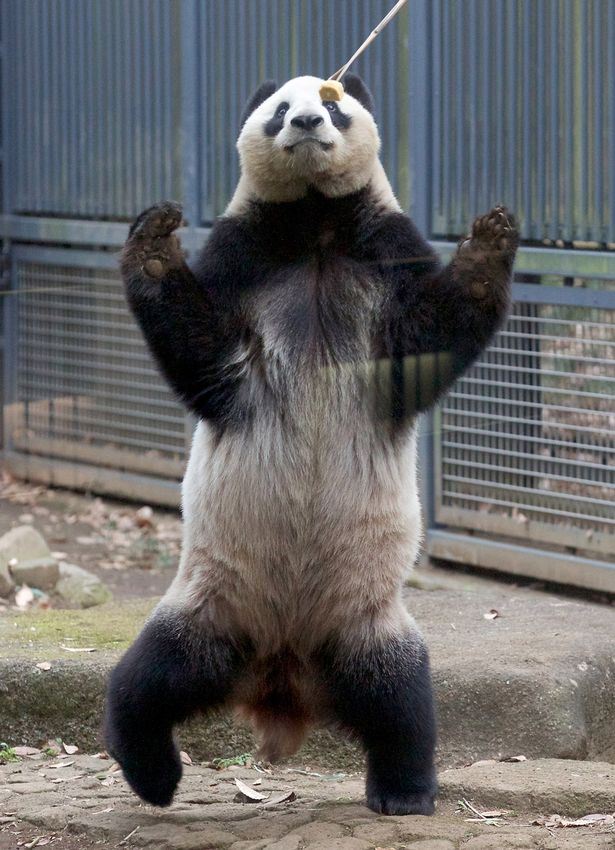 A valódi Kung Fu panda bemutatja legjobb mozdulatait - cuki képek