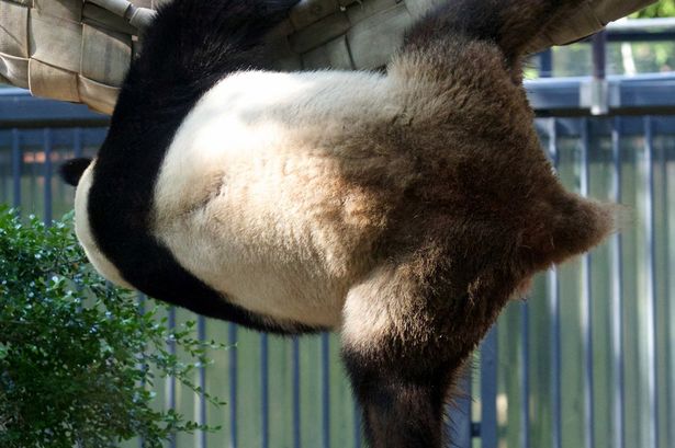A valódi Kung Fu panda bemutatja legjobb mozdulatait - cuki képek
