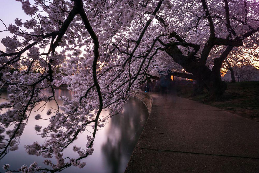 Csodálatos fotók a rózsaszínbe borult Japánról