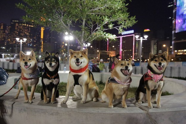16 kép a világ legaranyosabb kutyacsaládjáról