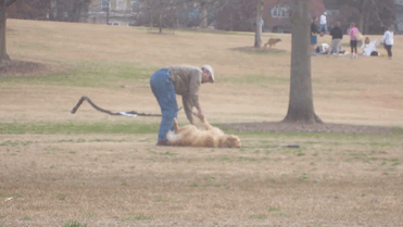Halottnak tetteti magát a kutya, hogy tovább játszhasson a parkban - cuki képek