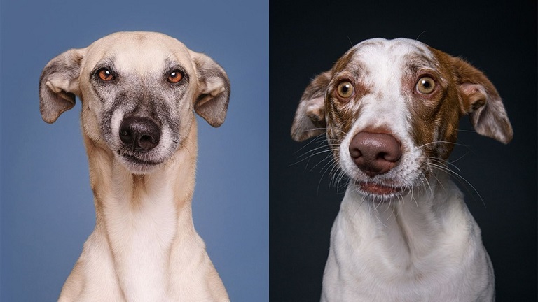 Ezek a kutyák tiszta hülyének nézik a fotósukat - vicces fotók