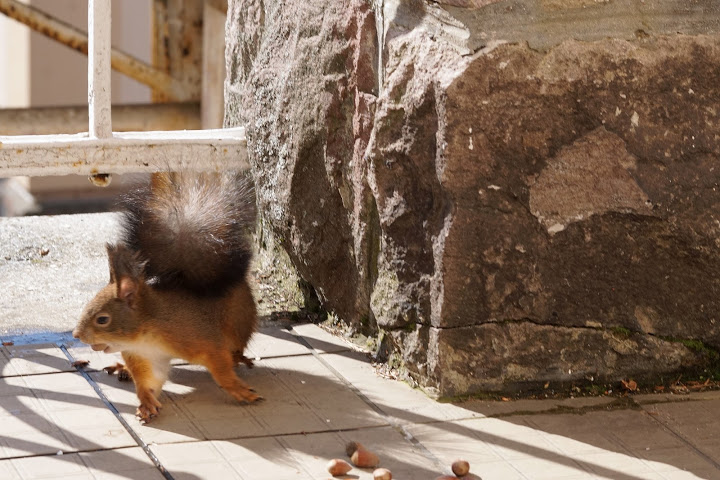 Bemutatjuk Magyarország legcukibb mókusparkját