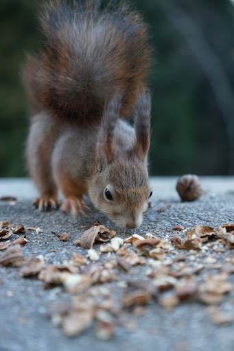 Bemutatjuk Magyarország legcukibb mókusparkját
