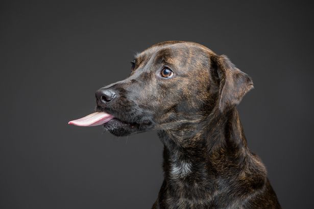 A mogyoróvajjal küzdő kutyák fotói megcsinálják a napod - cuki képek