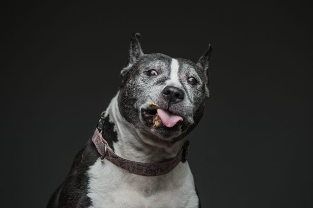 A mogyoróvajjal küzdő kutyák fotói megcsinálják a napod - cuki képek