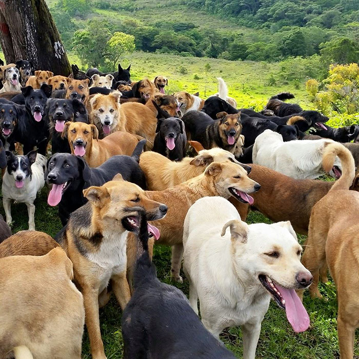 A kutyabarátok mennyországa ez a Costa Rica-i kutyasziget