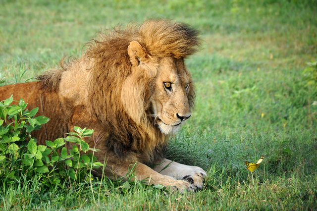Hatalmas oroszlánok, akik kiscicaként cukiskodnak - tündéri fotók