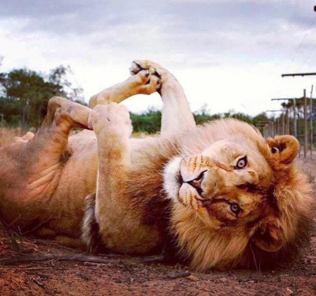 Hatalmas oroszlánok, akik kiscicaként cukiskodnak - tündéri fotók