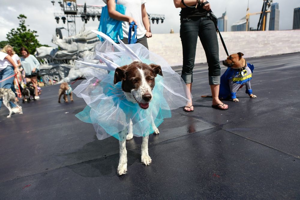 Operába öltöztek a kutyák - vicces fotók