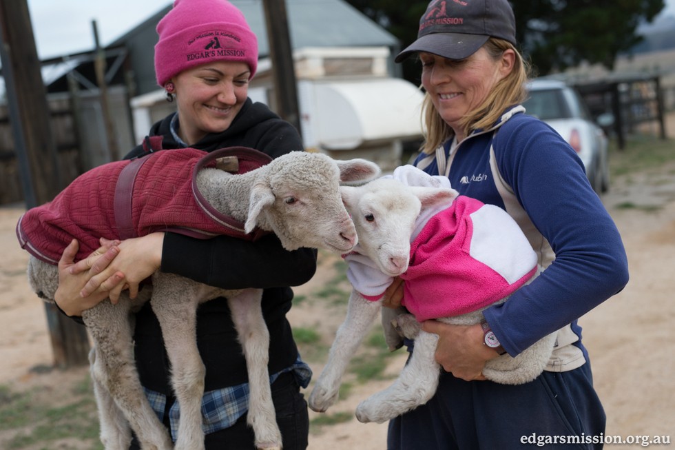 Napi cuki: leopárdmintás dzsekit kapott a megmentett bárány 