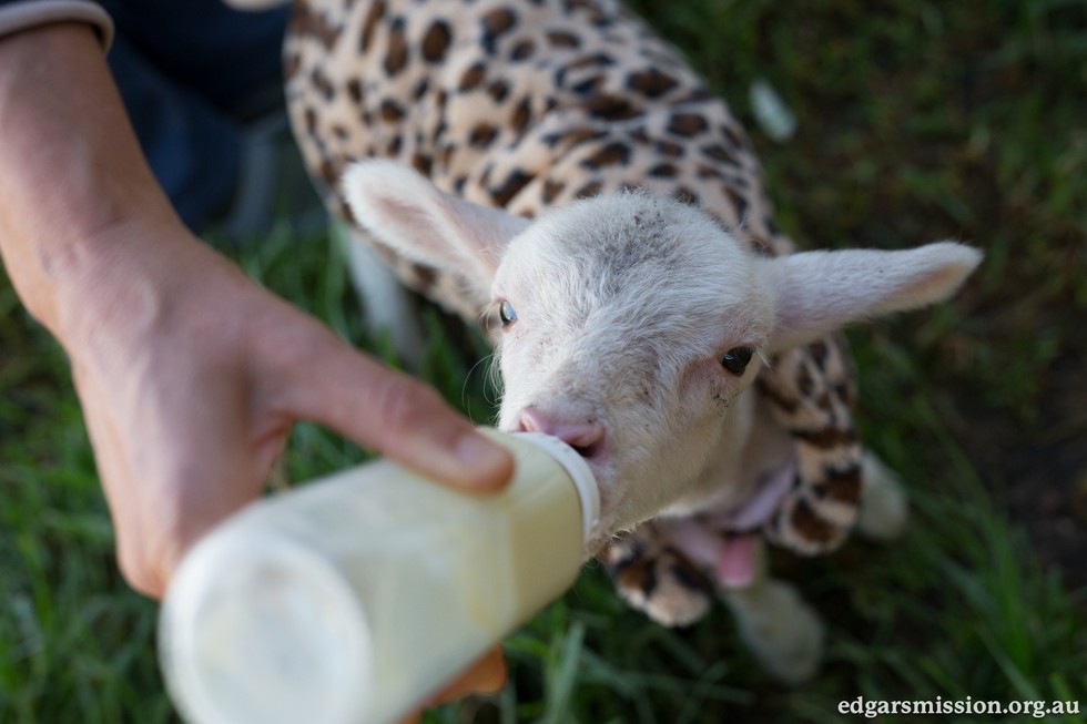 Napi cuki: leopárdmintás dzsekit kapott a megmentett bárány 