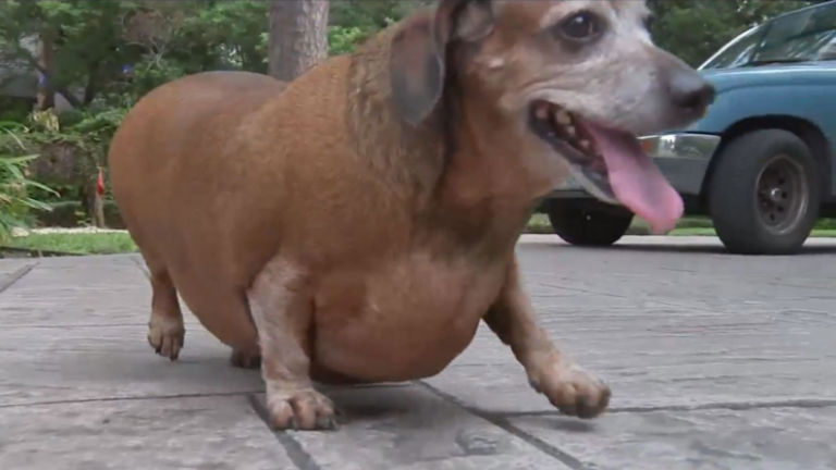 Csodálatos átalakuláson ment keresztül a túlsúlyos kutya