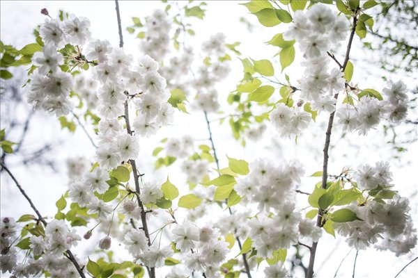 Virágzó cseresznyefák - csodaszép képek a Füvészkertből