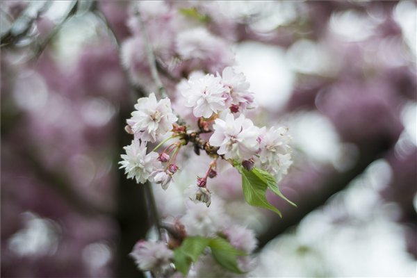 Virágzó cseresznyefák - csodaszép képek a Füvészkertből