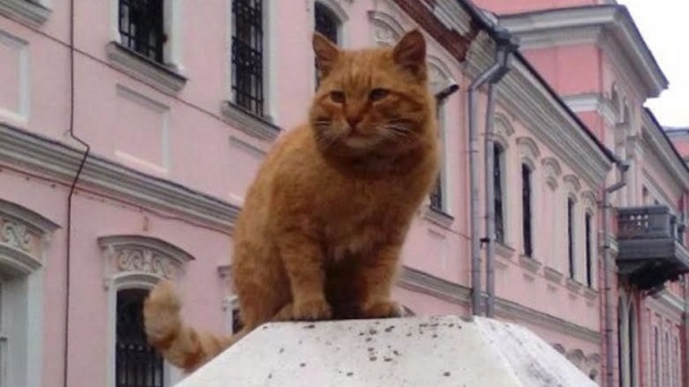 Hatalmas vörös macskát vett alkalmazásba az orosz múzeum - képek