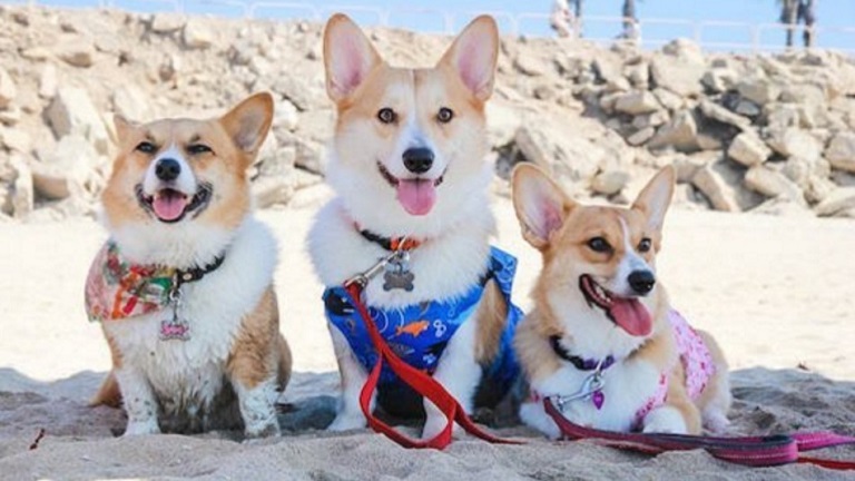 600 corgi kutya lazult egyszerre a kaliforniai beach partyn - cuki képek