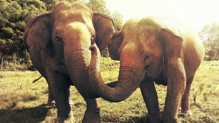 Megható: sírva próbálta megakadályozni barátja temetését a vak elefánt 
