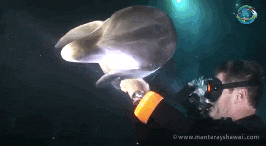 Búvártól kért segítséget a bajba jutott delfin - videó