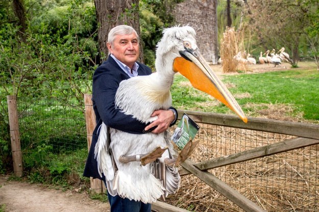 Páratlan páros: pelikánt pesztrál a prágai professzor