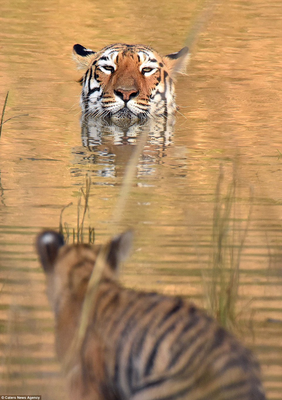 Így fürdeti kölykét a tigrismama - elképesztő fotók
