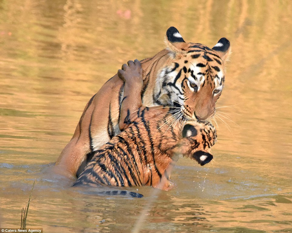Így fürdeti kölykét a tigrismama - elképesztő fotók