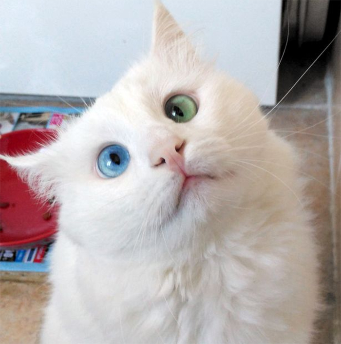 Felemás szemszínű macskáért van oda az internet - fotók