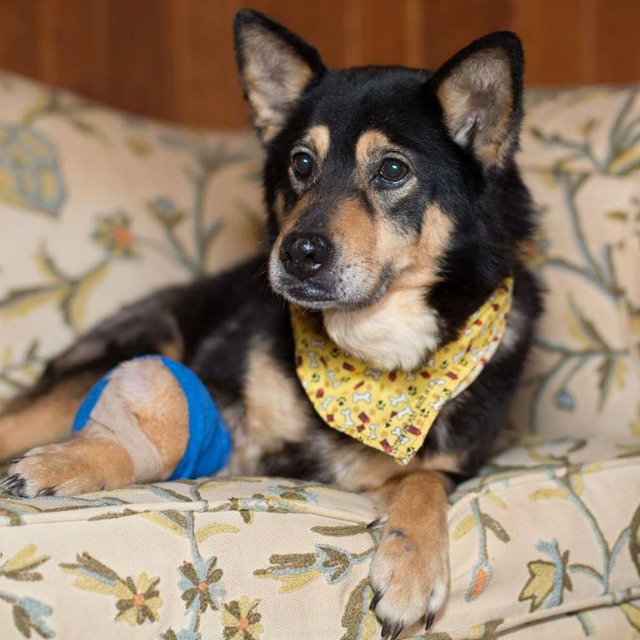 Vak és rákos kutyát fogadott örökbe az önzetlen férfi - megható fotók