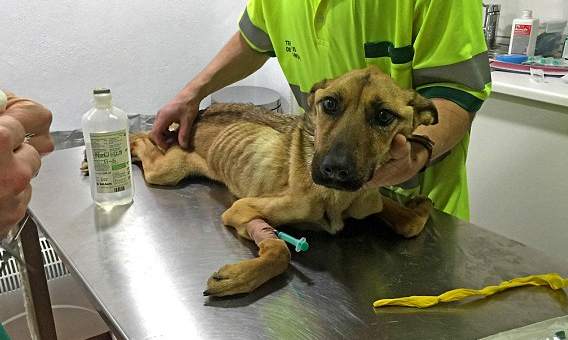 Menni sem tudott az éheztetett kutya, mikor rátalálták – most nézzétek meg