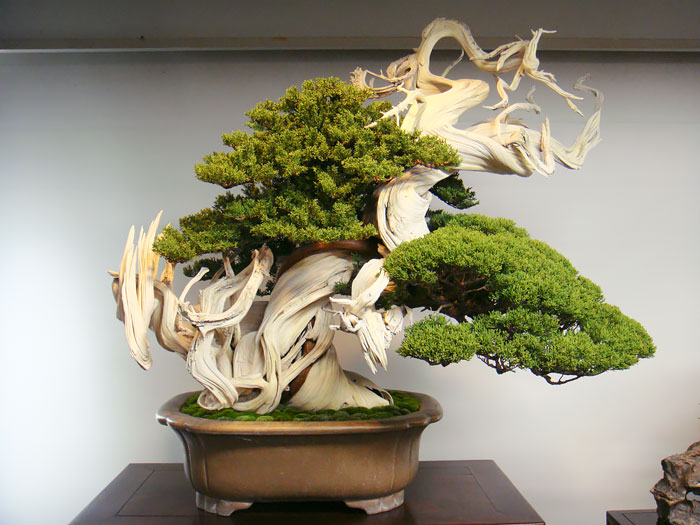 Ezek a legszebb bonsai fák