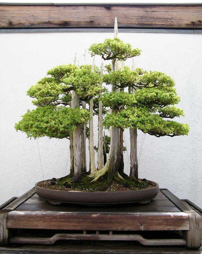 Ezek a legszebb bonsai fák