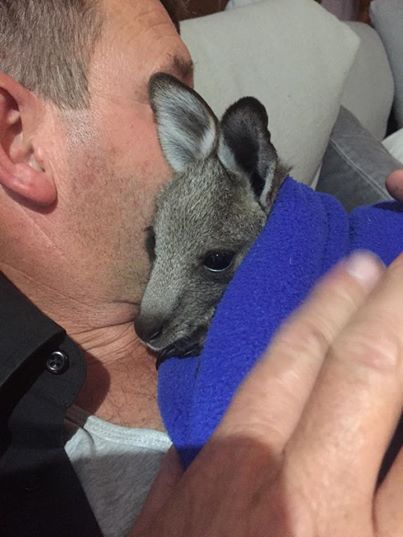Napi cuki: puszit kér az árván maradt kis kenguru - fotók